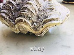 Bivalve Shellfish Holy Water Basin 700 Grams. Very Good Condition