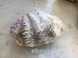 Bivalve Shellfish Holy Water Basin 700 Grams. Very Good Condition