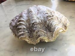 Bivalve Shellfish Holy Water Basin 700 Grams. Very Good Condition