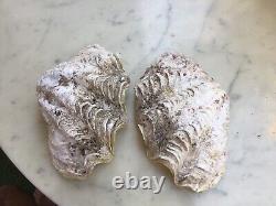 Bivalve Shellfish Holy Water Basin 700 Grams. Very Good Condition