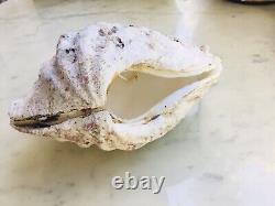 Bivalve Shellfish Holy Water Basin 700 Grams. Very Good Condition