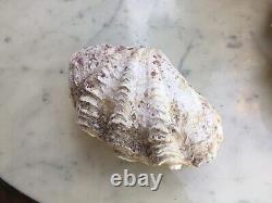 Bivalve Shellfish Holy Water Basin 700 Grams. Very Good Condition