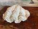 Large Complete Bivalve Clam In Very Good Condition 900 Gr