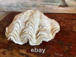 LARGE COMPLETE BIVALVE CLAM IN VERY GOOD CONDITION 900 Gr