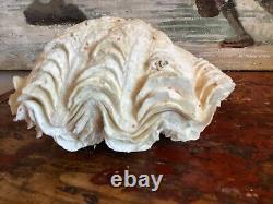 LARGE COMPLETE BIVALVE CLAM IN VERY GOOD CONDITION 900 Gr