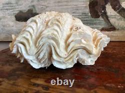 LARGE COMPLETE BIVALVE CLAM IN VERY GOOD CONDITION 900 Gr