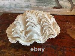 LARGE COMPLETE BIVALVE CLAM IN VERY GOOD CONDITION 900 Gr