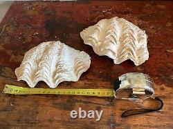 LARGE COMPLETE BIVALVE CLAM IN VERY GOOD CONDITION 900 Gr