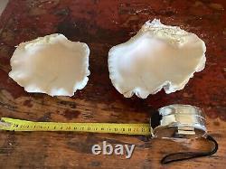 LARGE COMPLETE BIVALVE CLAM IN VERY GOOD CONDITION 900 Gr