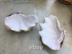 COQUILLAGE BENITIER BIVALVE 700 Grammes. Très Bon État